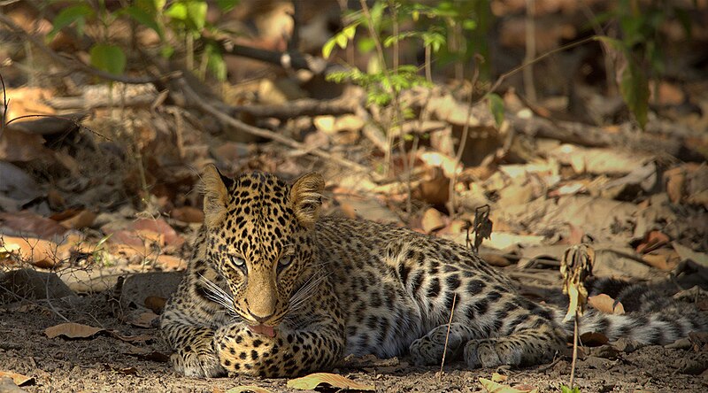 Rajaji National Park