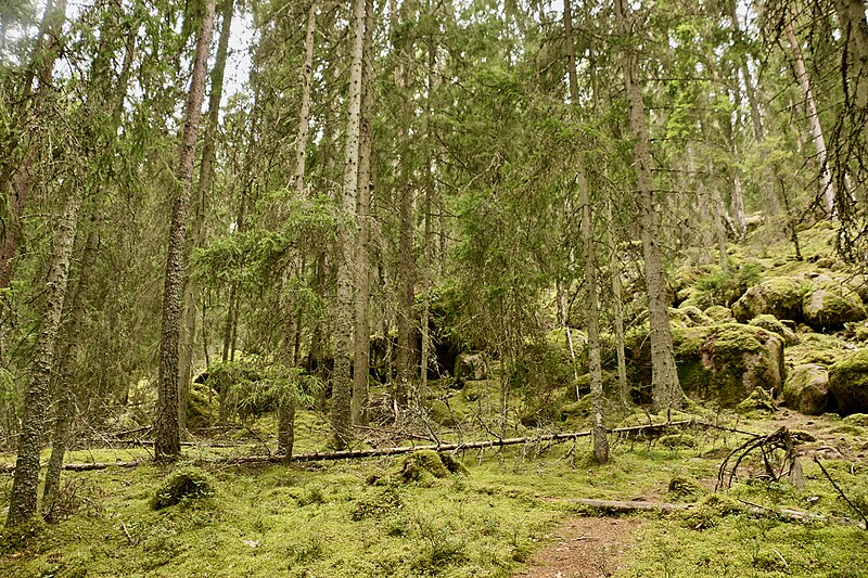 Norra Kvill National Park