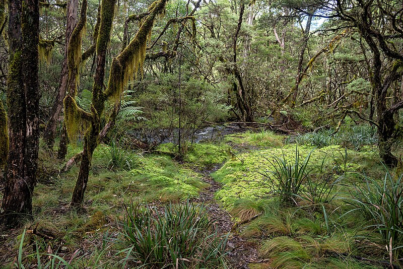 New England National Park