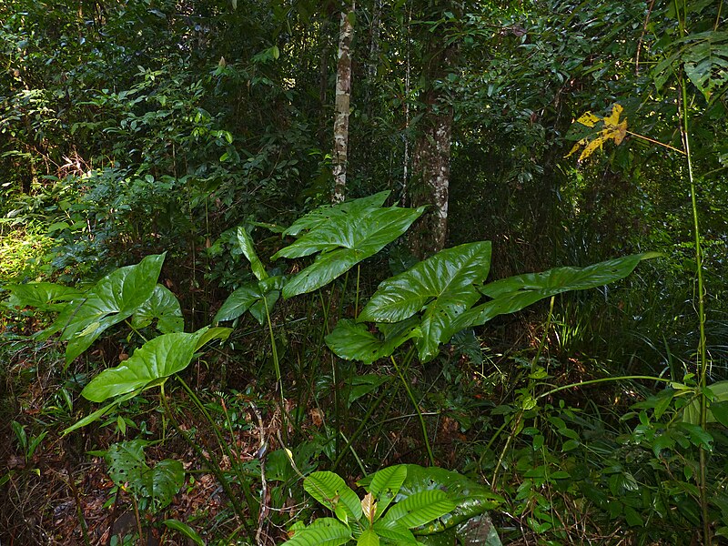 Niah National Park