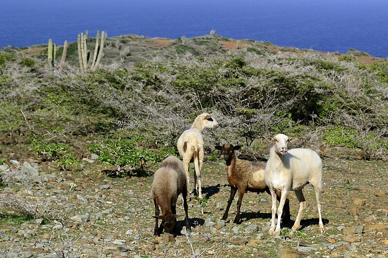 Arikok National Park