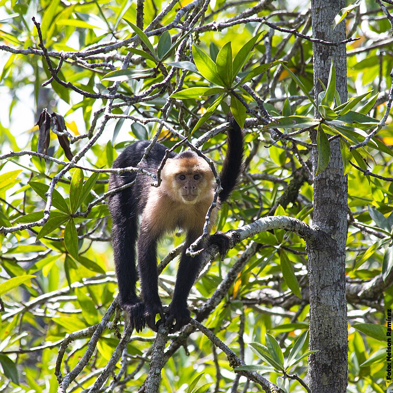 Utría National Natural Park