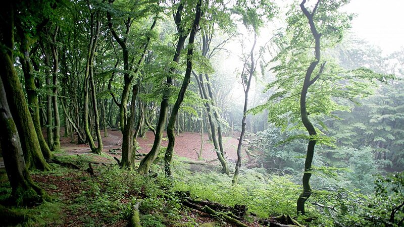Rold Skov