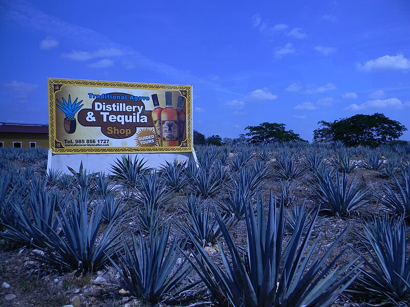 Agave Landscape and Ancient Industrial Facilities of Tequila