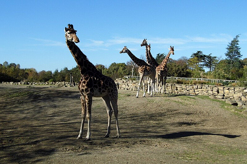 Dublin Zoo