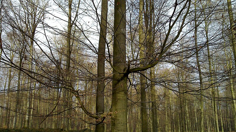 Sonian Forest