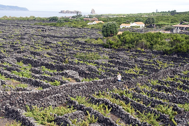 Landscape of the Pico Island Vineyard Culture