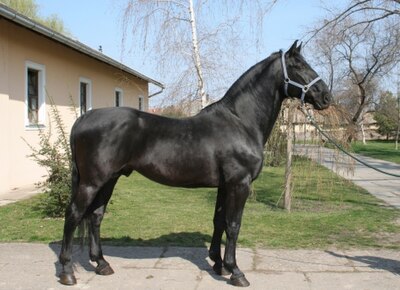 state stud-farm estate of Mezőhegyes