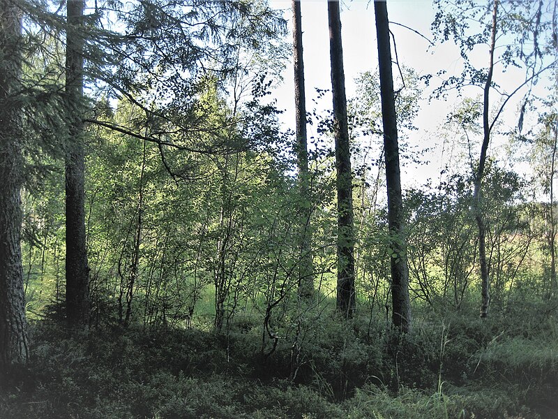 Komarovo