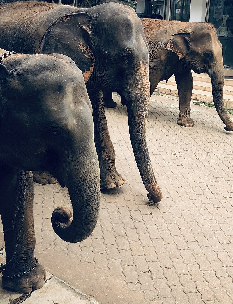 Pinnawala Elephant Orphanage