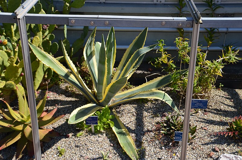 TU Delft Hortus Botanicus