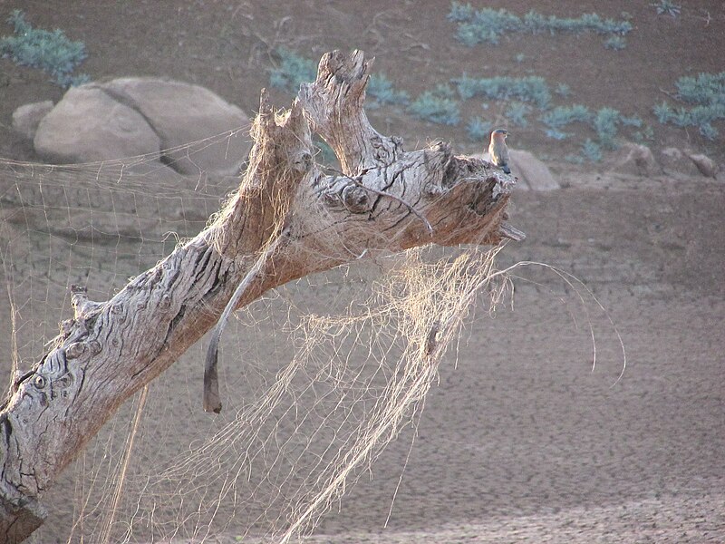 Pench National Park