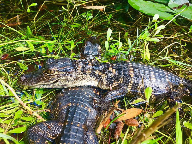 Everglades National Park