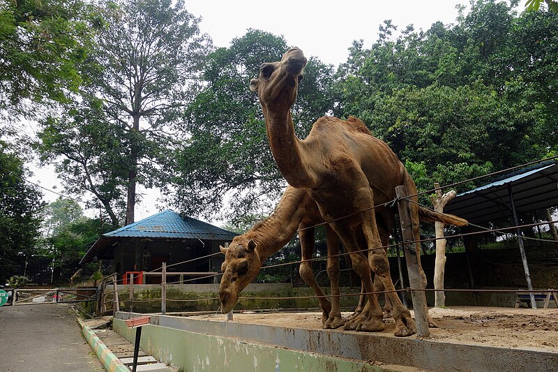 Johor Zoo