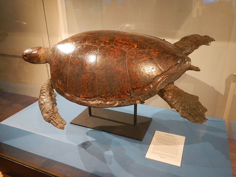National Museum of Natural History