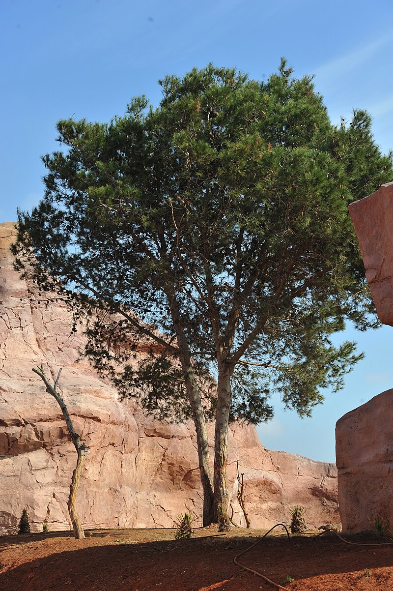 Rabat Zoo