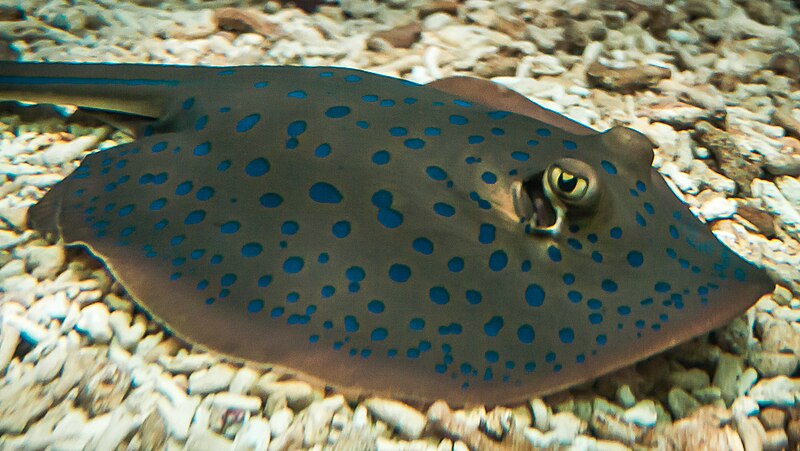 Manila Ocean Park