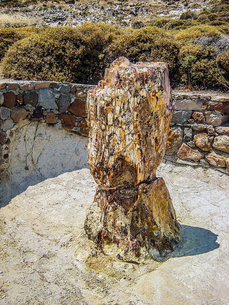 Petrified forest of Lesbos