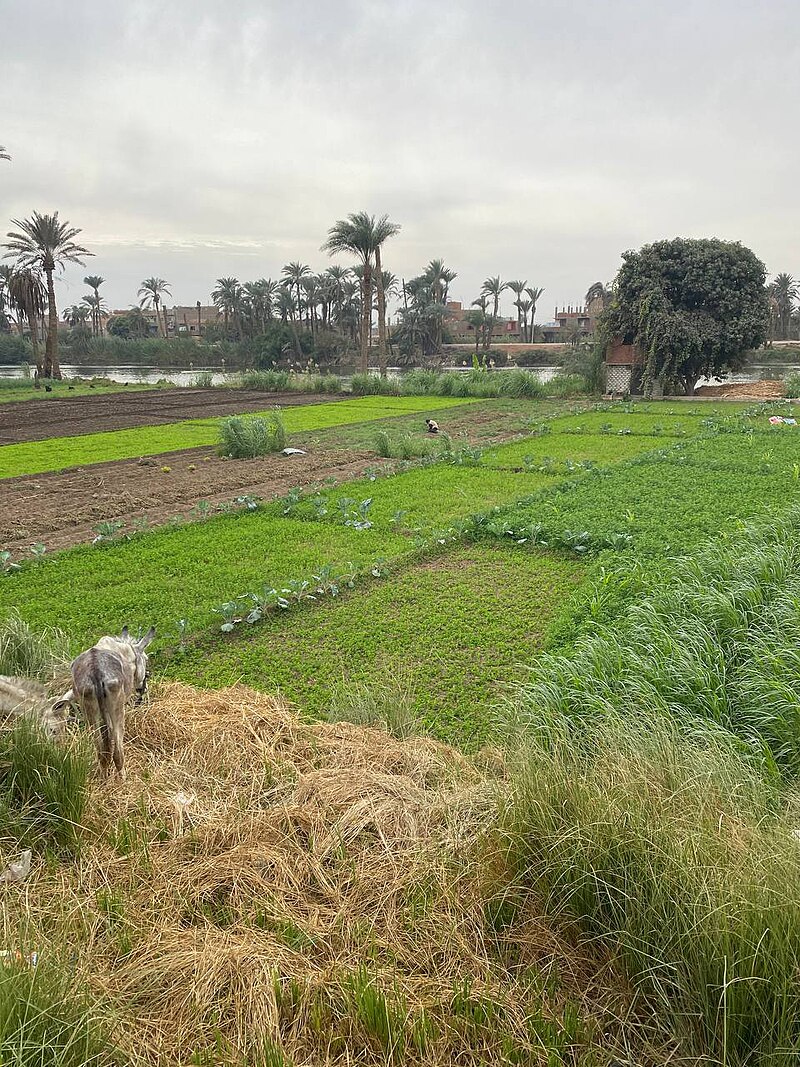 El Quseyya