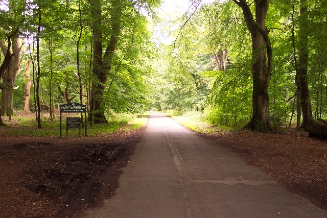 Savernake Forest