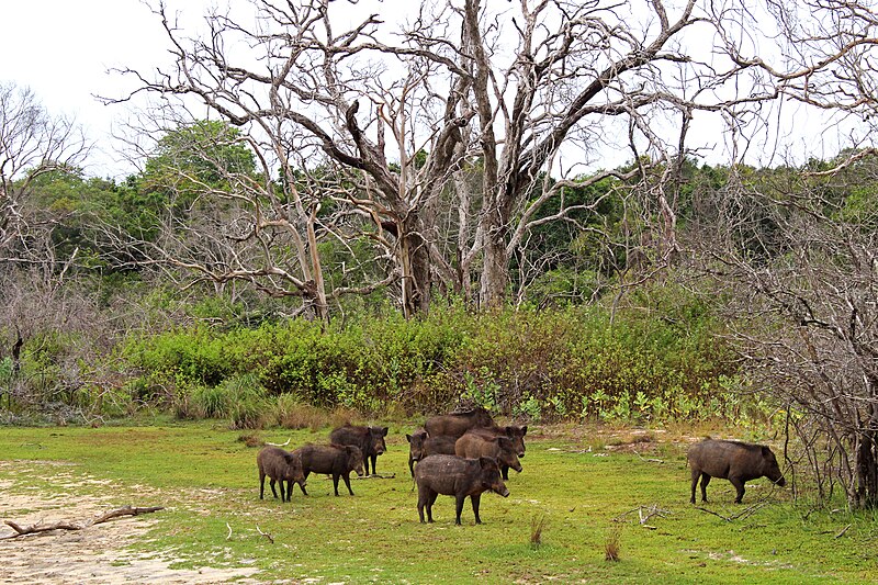 Wilpattu National Park