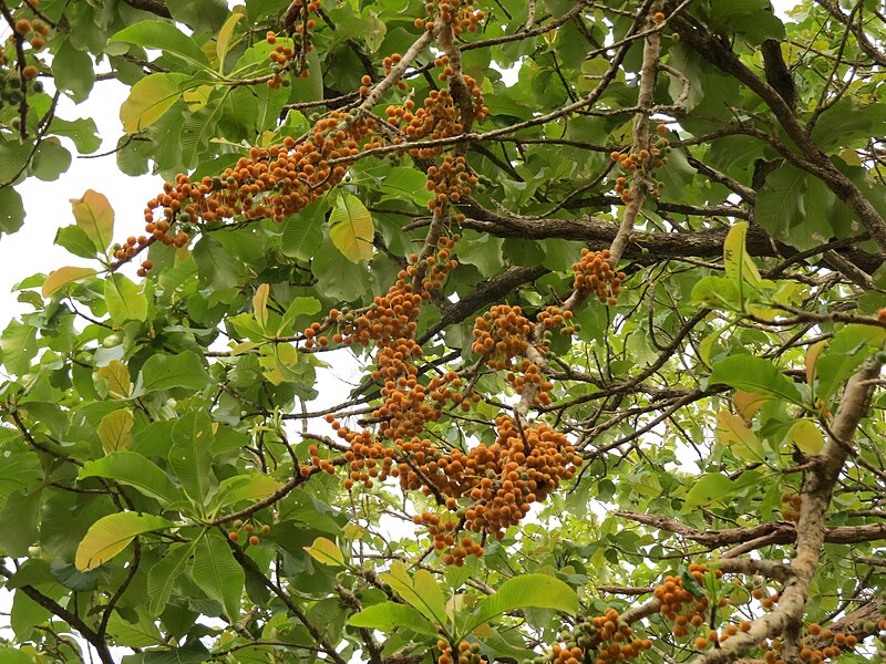 Parambikulam Tiger Reserve