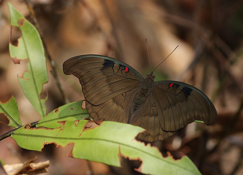 Endau-Rompin National Park