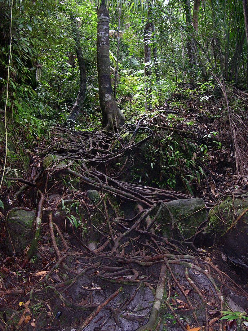 Bako National Park