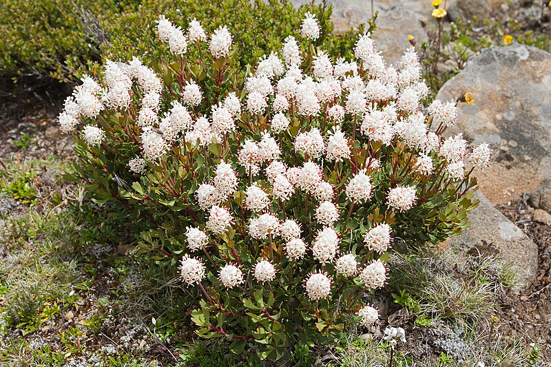 Walls of Jerusalem National Park
