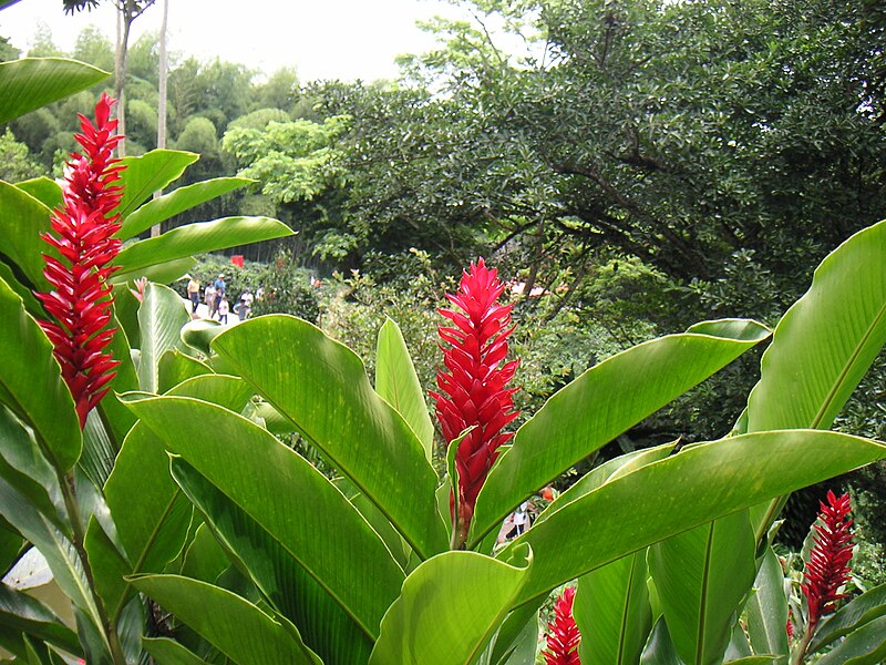 National Coffee Park
