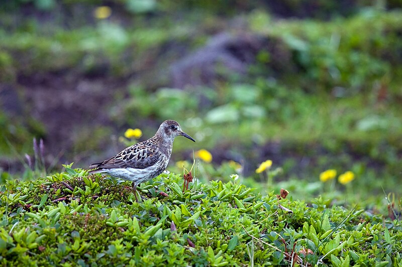 Komandorsky Zapovednik
