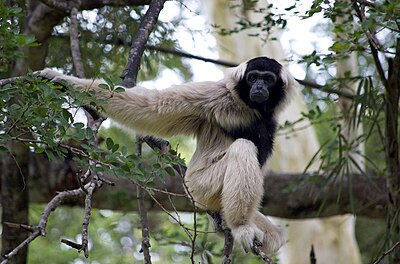 Botum Sakor National Park