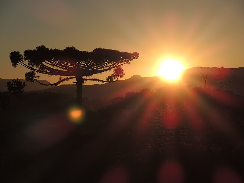 Araucárias National Park