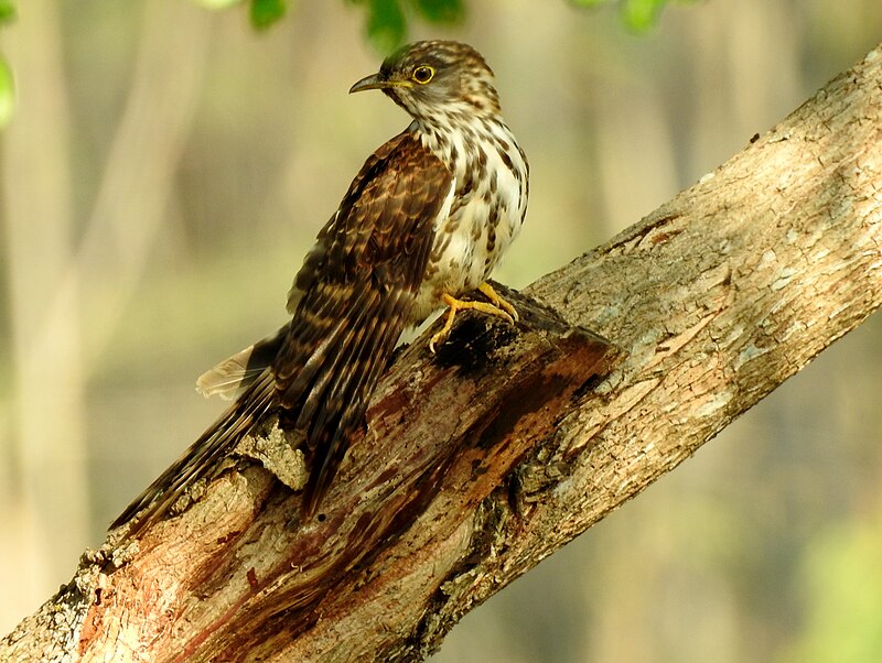 Thap Lan National Park