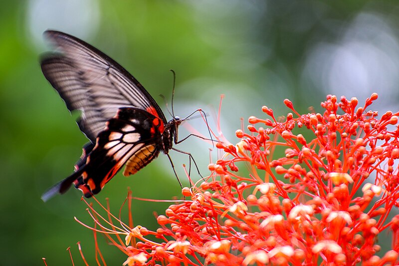 Pang Sida National Park