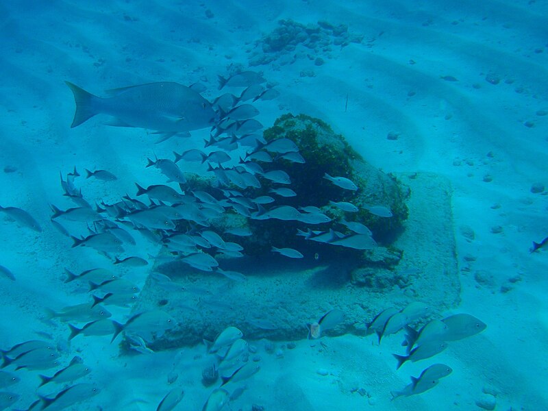 Cancun Underwater Museum