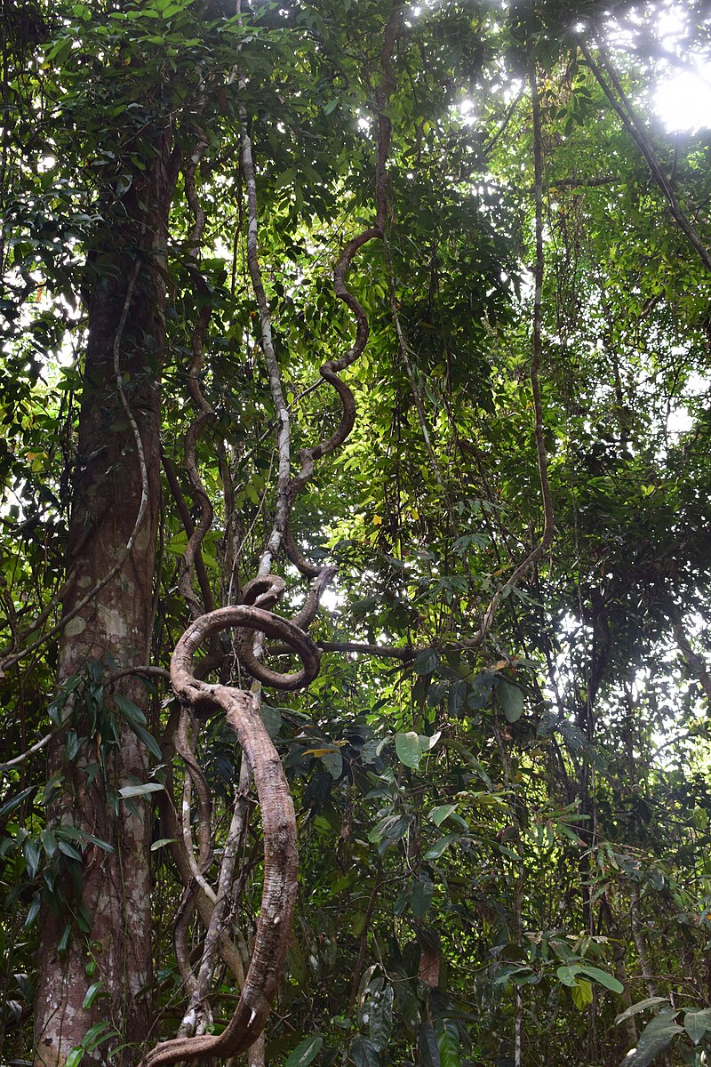 Phnom Kulen National Park