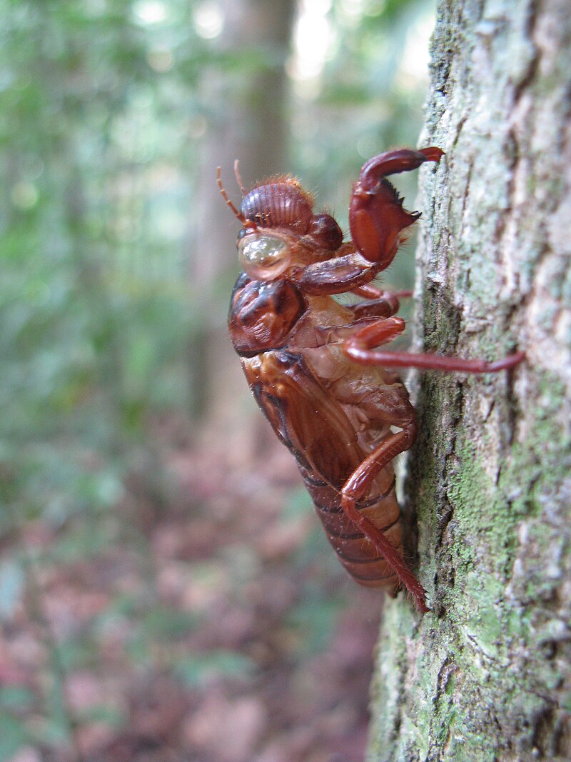 Khao Phanom Bencha National Park