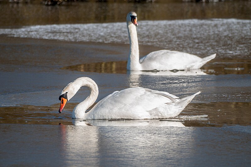 Lauwersmeer