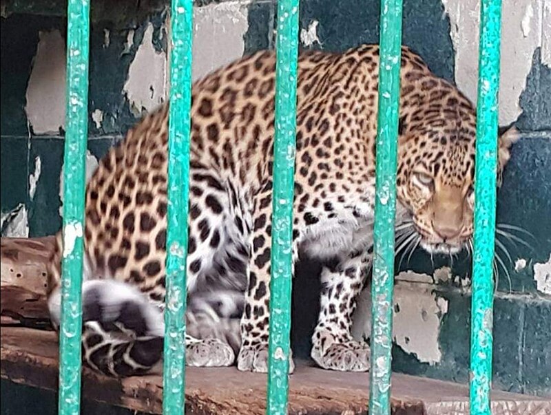 Dubai Zoo
