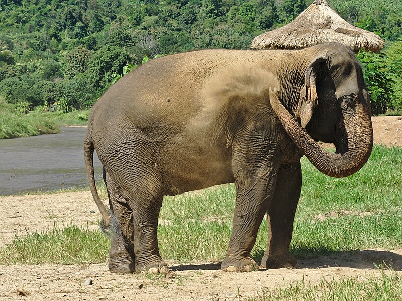 Elephant Nature Park