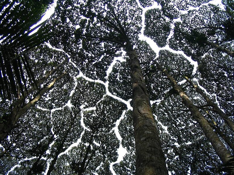 Forest Research Institute Malaysia