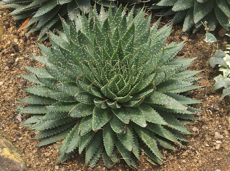 Hakgala Botanical Garden