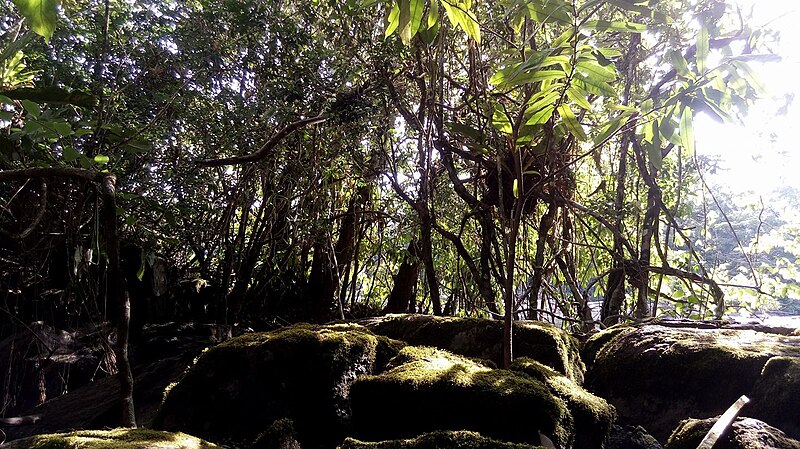 Tumucumaque National Park