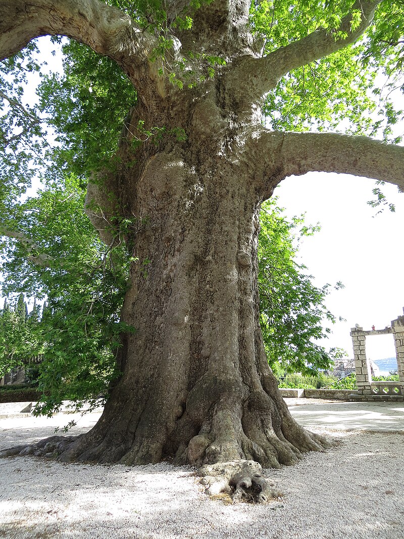 Trsteno Arboretum