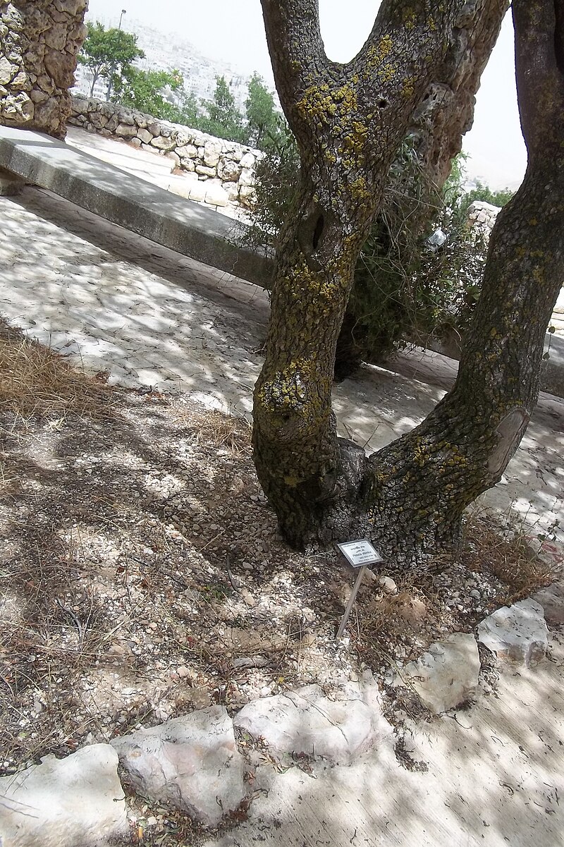 National Botanical Garden of Israel