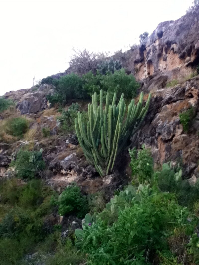 Tehuacán-Cuicatlán Biosphere Reserve
