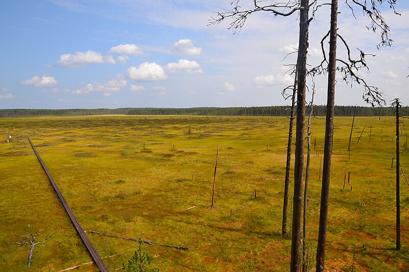 Virgin Komi Forests