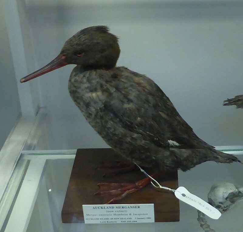 National Museum of Ireland, Merrion Street