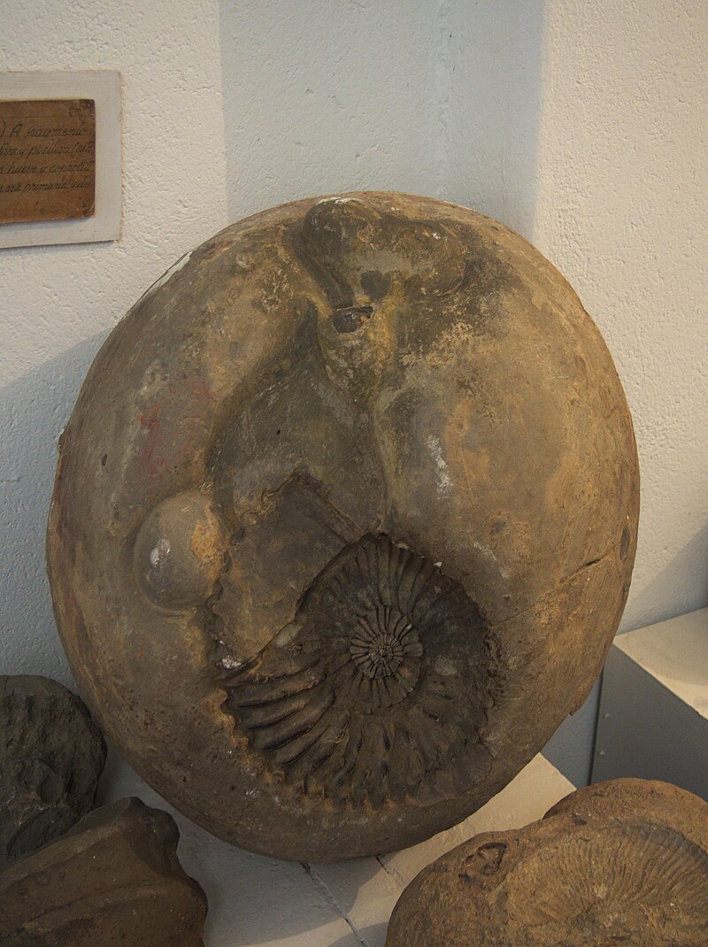 Villa de Leyva Paleontological Museum